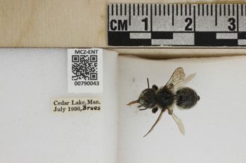 Media type: image;   Entomology 790043 Aspect: Labels